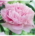 ΠΑΙΟΝΙΑ  ΡΟΖ.....-PAEONIA  SARAH BERNHARDT